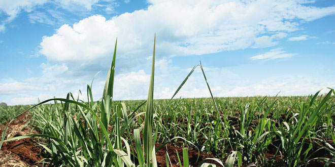 PARTICIPE DO 22º ENCONTRO DO GRUPO DE IRRIGAÇÃO E FERTIRRIGAÇÃO DE CANA-DE-AÇÚCAR (GIFC)