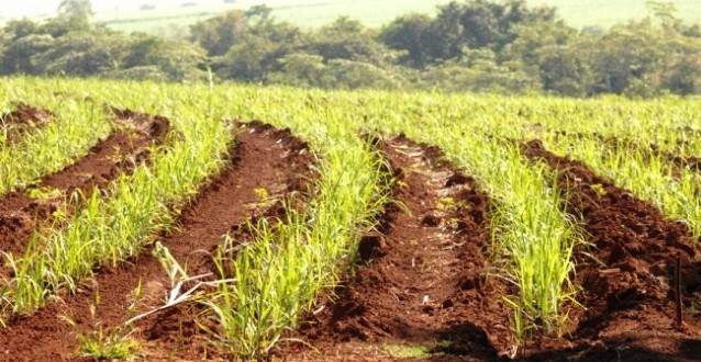 Safra 2015/2016 no Centro-Sul deve atingir 590 milhões de toneladas, com prioridade para a produção de etanol